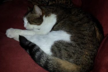 Raidallinen musta-valko-ruskea kissa nukkuu kerälle käpertyneenä.
