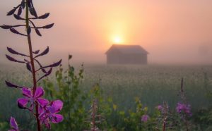 Aamuaurinko nousee pellolla olevan ladon takaa. Ilma on utuinen. Etualalla on horsma.