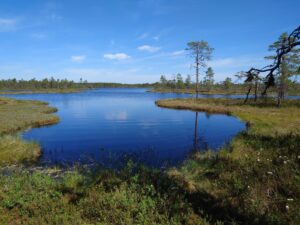 Suon ympäröimä lampi